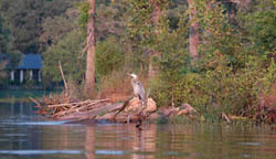 Cedar Creek Lake Trees